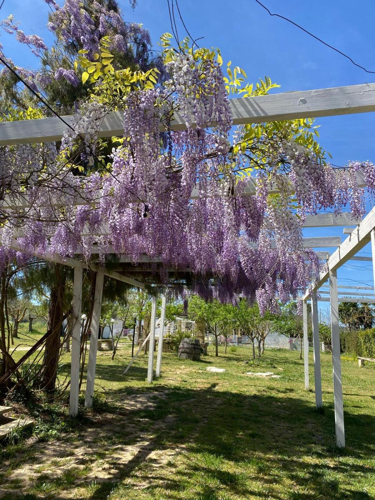 Agriturismo Tenuta La Monaca Aradeo Bagian luar foto